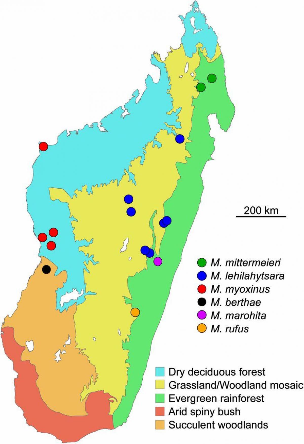 карта Мадагаскару тропічний ліс
